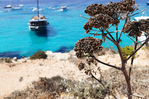 Bugibba: Fernandes Cruise to Blue Lagoon in Comino (VTT)