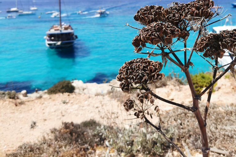 Bugibba: Fernandes Cruise to Blue Lagoon in Comino (VTT)