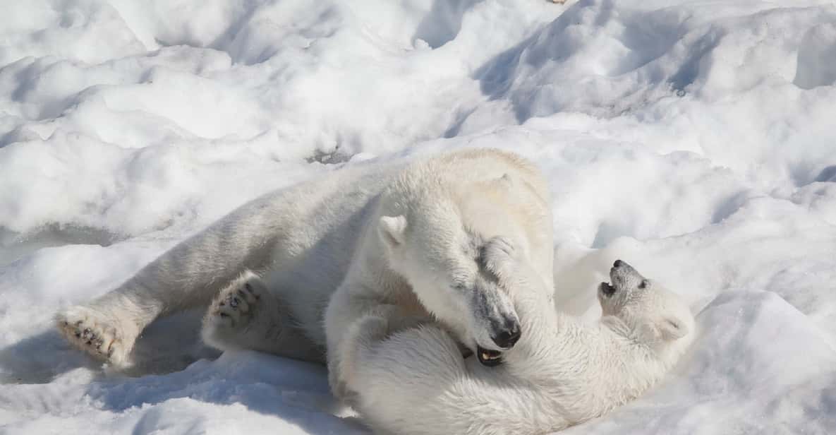 Rovaniemi: Reindeer Farm, Husky Farm, & Ranua Wildlife Zoo