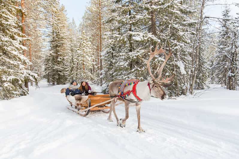Rovaniemi: Reindeer Farm, Husky Farm, & Ranua Wildlife Zoo | GetYourGuide