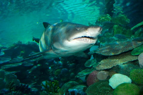 SEA LIFE Istanbul Entry Ticket