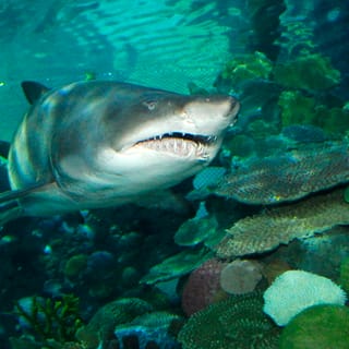 Входной билет в аквариум SEA LIFE Istanbul