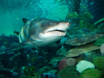 Eintrittskarte für das SEA LIFE Istanbul Eintrittskarte für das SEA LIFE Istanbul