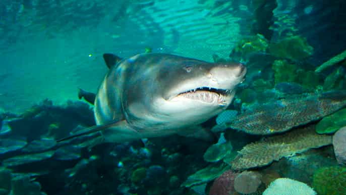 sea life istanbul billet d’entrée