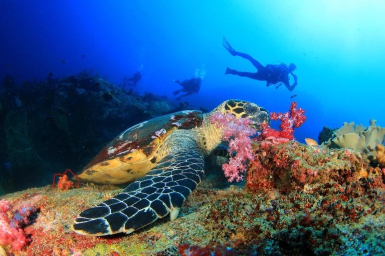 Alanya : plongée sous-marine avec déjeuner
