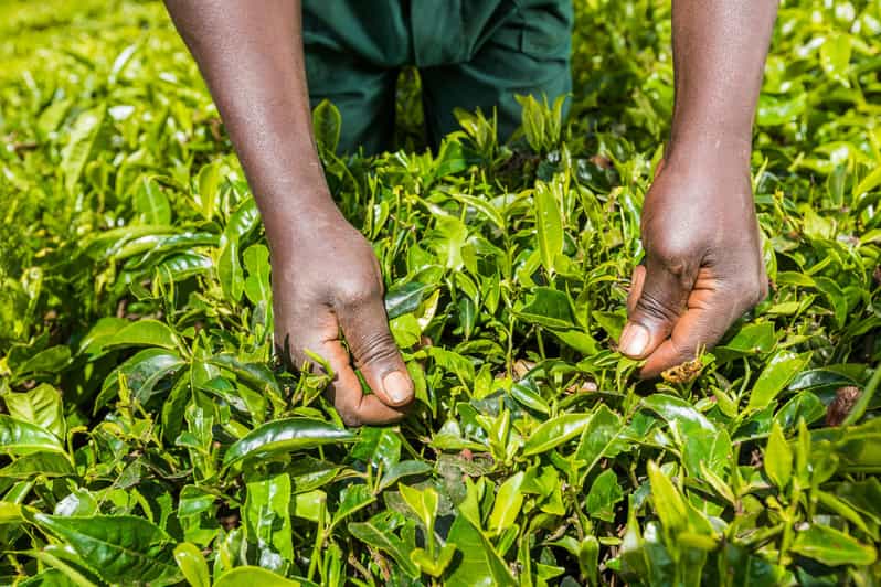 Fra Nairobi Kiambethu Tea Farm Tour og frokost GetYourGuide