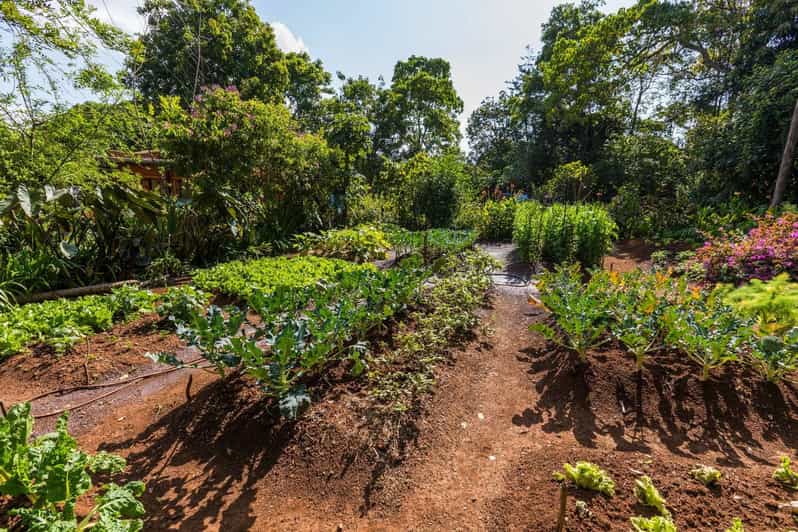 Fra Nairobi Kiambethu Tea Farm Tour og frokost GetYourGuide