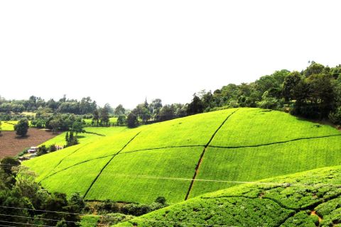 Da Nairobi: tour e pranzo alla fattoria del tè di Kiambethu