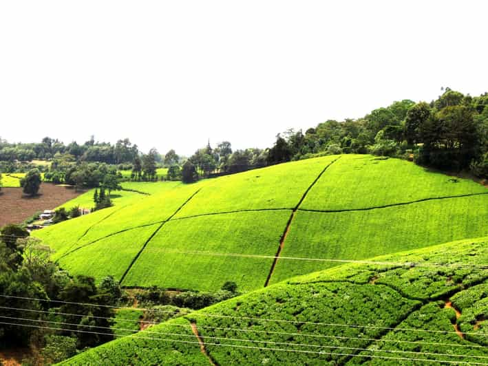 tea farm tour nairobi