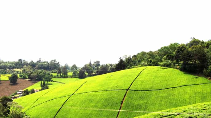 de nairóbi excursão e almoço na fazenda de chá de kiambethu