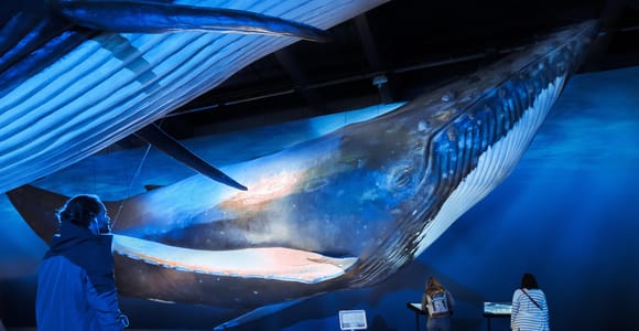Reykjavik: Whale Watching Tour, Whales of Iceland Exhibition
