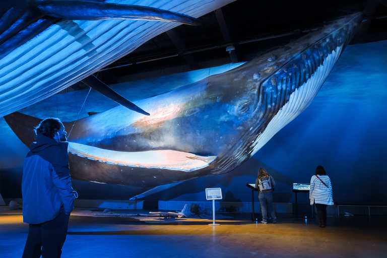 Reykjavík: avvistamento balene e mostra Whales of Iceland