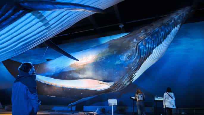 reykjavik whale watching + whales of iceland exhibition