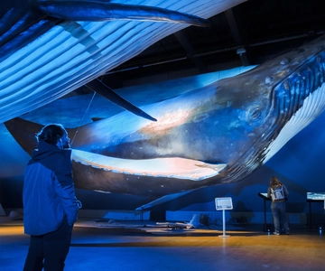 Reykjavik: Whale Watching Tour, Whales of Iceland Exhibition