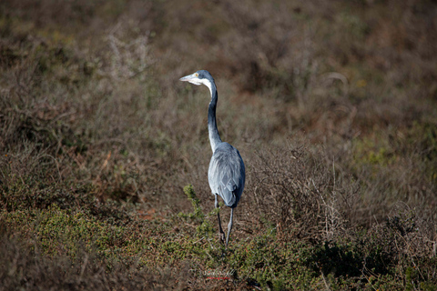 Addo Elephant National Park All Inclusive heldagssafariStandardtur
