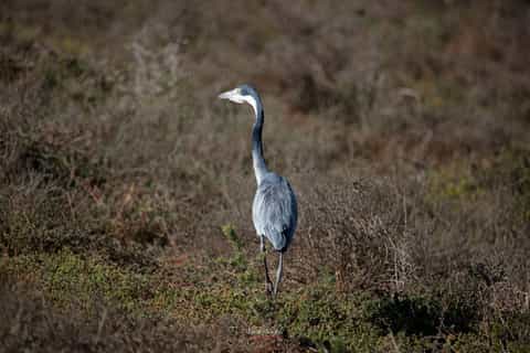 Addo-Elefanten-Nationalpark: Safari-Tagestour
