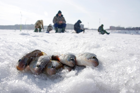 Rovaniemi: expérience de pêche sur glace dans le cercle polaire arctique avec barbecue