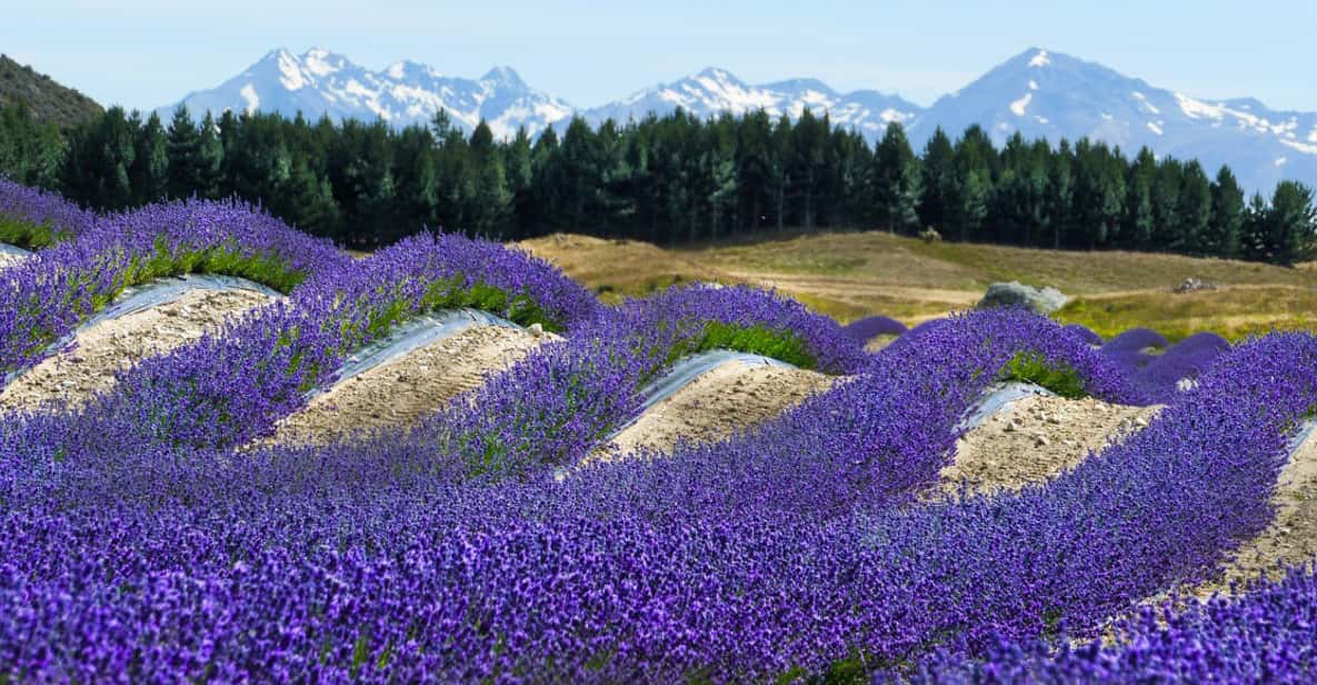 Mount Cook & Lake Tekapo Day Tour from Christchurch