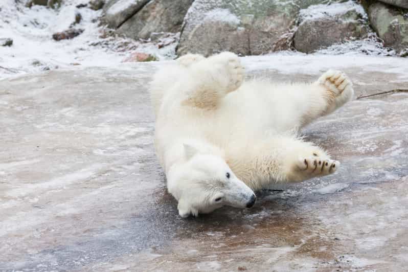 ラヌア野生動物園 北極圏の動物の観察ツアー Getyourguide ラヌア野生動物園 北極圏の動物の観察ツアー Getyourguide