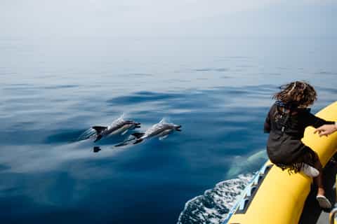 Algarve Dolphin Watching