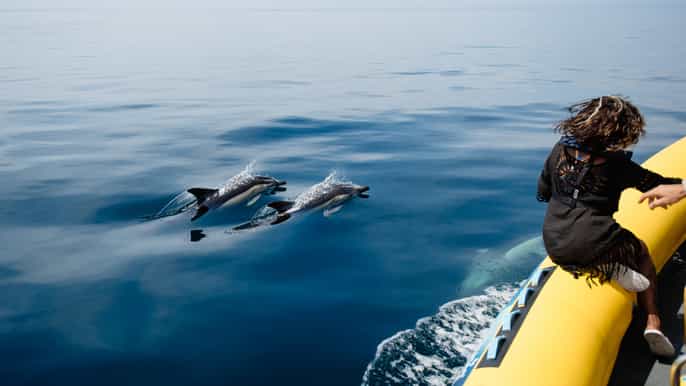 algarve dolphin watching