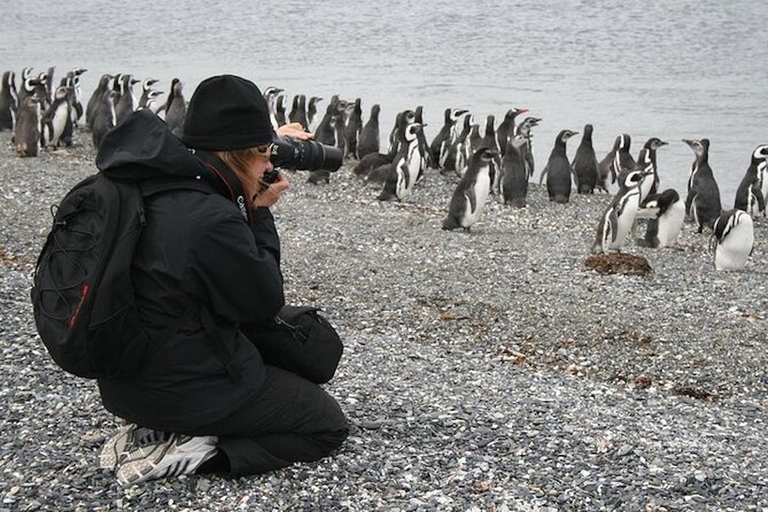 Ushuaia: Martillo Island Full-Day Tour – Walk Among Penguins
