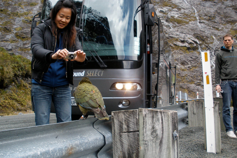 From Queenstown: Milford Sound Premium Day Tour and Cruise Milford Sound Premium Day Tour and Cruise from Queenstown