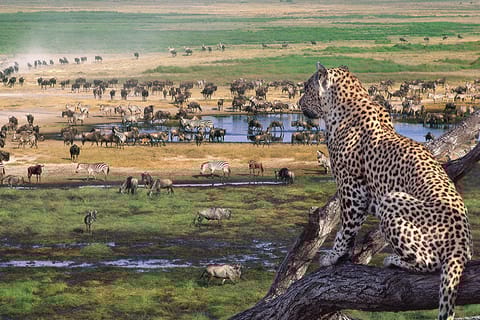 Da Arusha: Tarangire di 3 giorni, Ngorongoro e Manyara Safari