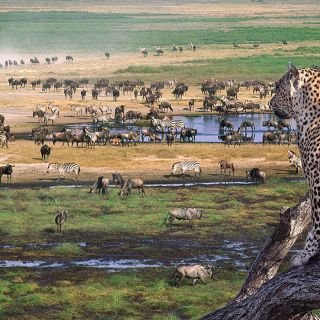 Da Arusha: Tarangire di 3 giorni, Ngorongoro e Manyara Safari