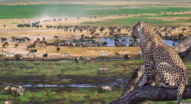Visit From Arusha 3-Day Tarangire, Ngorongoro, and Manyara Safari in Arusha, Tanzania