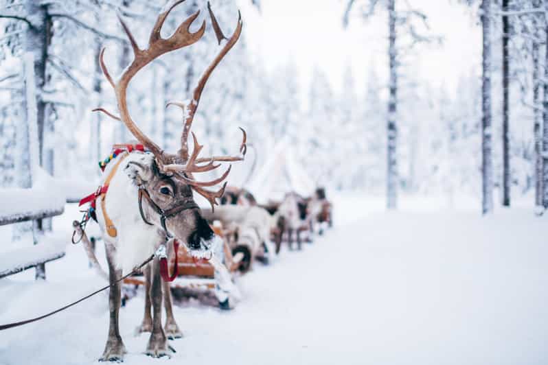 Jak Się Nazywają Renifery świętego Mikołaja Rovaniemi: Renifery, husky i Wioska Świętego Mikołaja | GetYourGuide