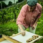 Stoccarda: tour guidato dei vigneti