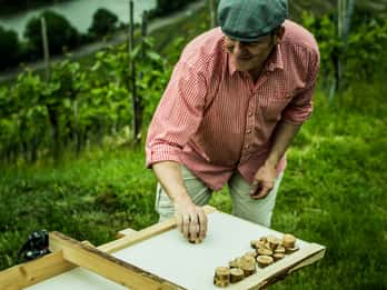 Stuttgart : visite guidée des vignobles