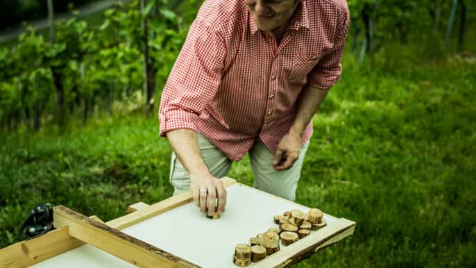stuttgart vineyard wine safari