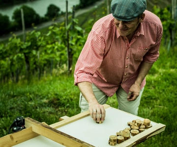 Stuttgart: Guided Vineyards Tour