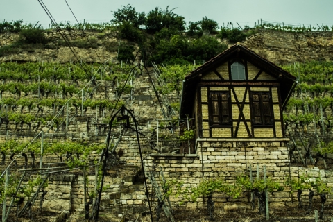 Stuttgart: Vineyard Wine Safari Private Tour in English or German