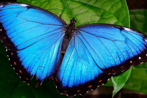 Parque Nacional de Carara: Paseo guiado Carara Costa Rica Naturaleza