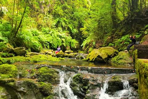 From Funchal: King's Levada Small Group Walk