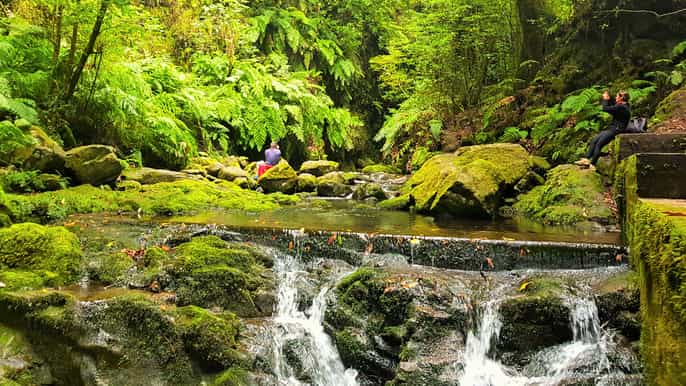 from funchal kings levada small group walk
