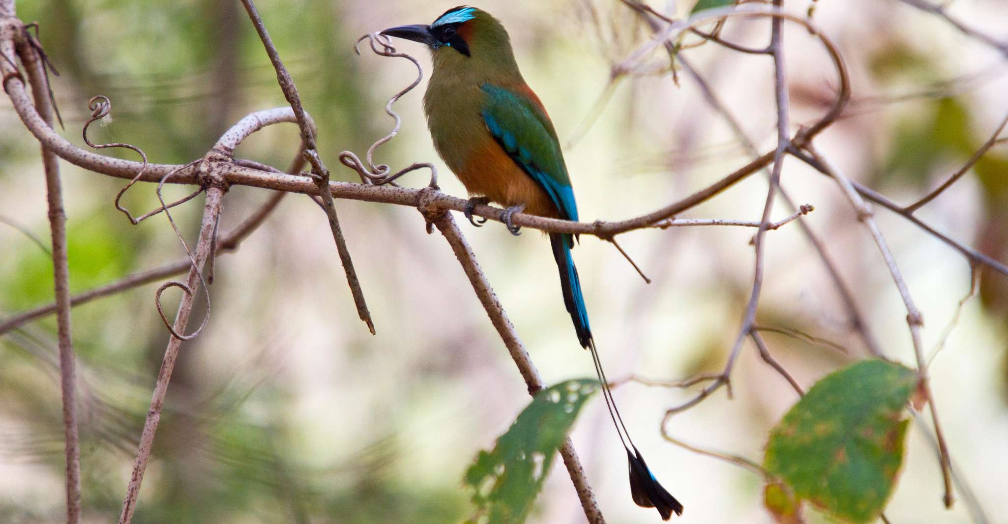 Liberia, Rincón de la Vieja Tour de observación de aves - Hizvo