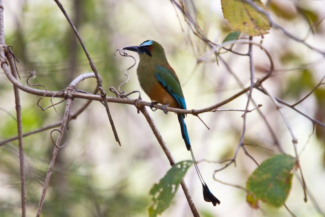 Visit Liberia Rincón de la Vieja Bird-Watching Tour in La Fortuna