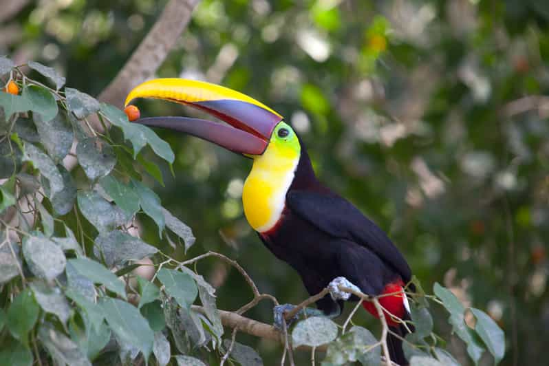 Liberia: Rincón de la Vieja Bird-Watching Tour | GetYourGuide