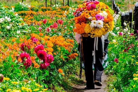Medellín: Flower Farm & Silletero History Tour