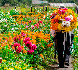 Granja de flores: Excursiones de un día desde Medellín