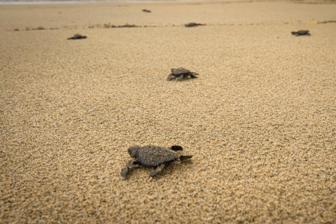 Puerto Escondido: Schildkrötenbefreiung und biolumineszentes Plankton