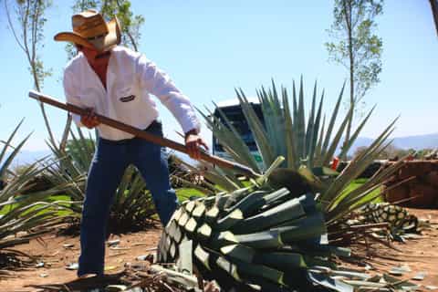 From Guadalajara: Tequila and Distillery Tour with Tastings