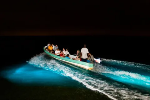 Puerto Escondido : Libération de tortues et plancton bioluminescent