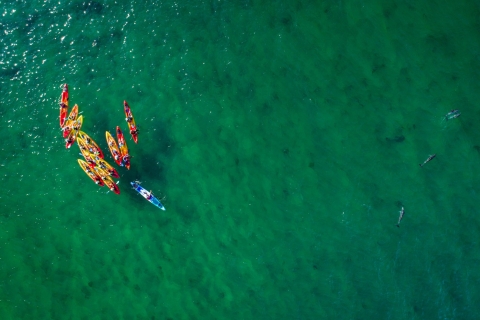 Byron Bay: tour en kayak de mar con delfines y tortugasByron Bay: Excursión en kayak por el mar con delfines y tortugas