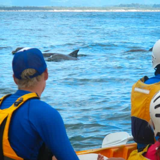 Byron Bay - Dolphins 