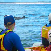 Byron Bay, tour in kayak marino con delfini e tartarughe - Housity